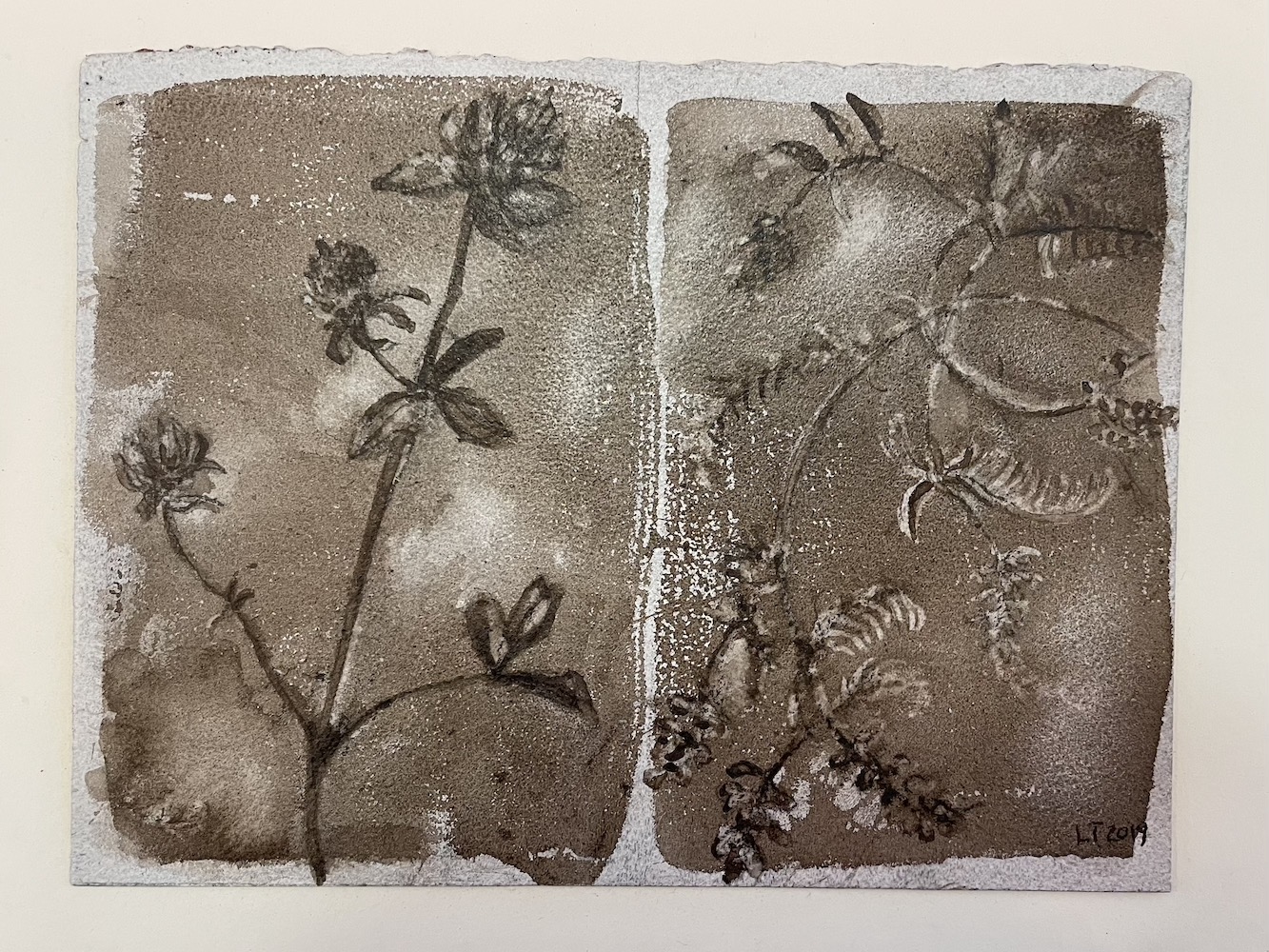 Clover + Vetch, Walnut Ink Painting by Lydia Thomson