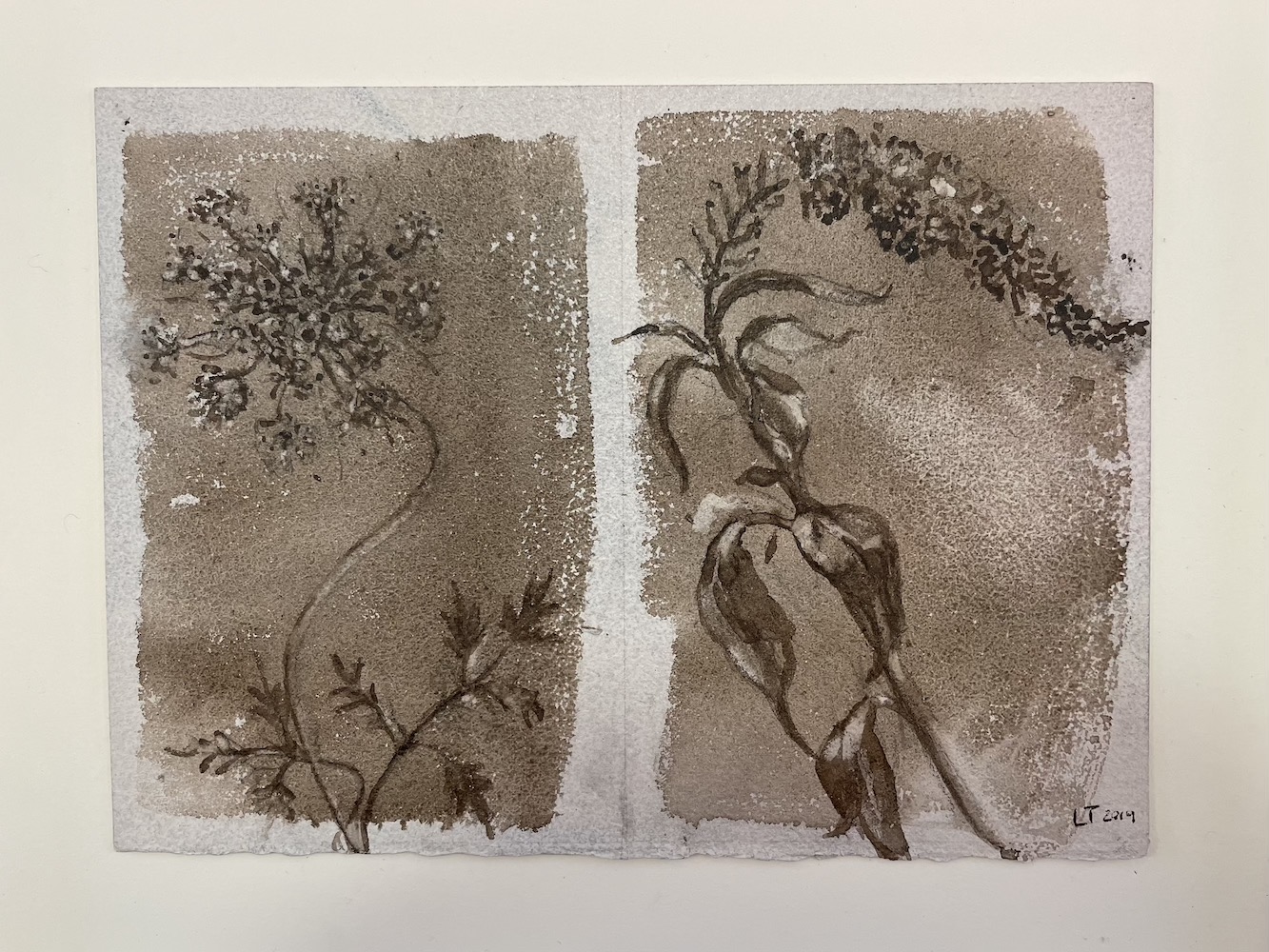 Queen Anne'sLace + Gooseneck, Walnut Ink Painting by Lydia Thomson