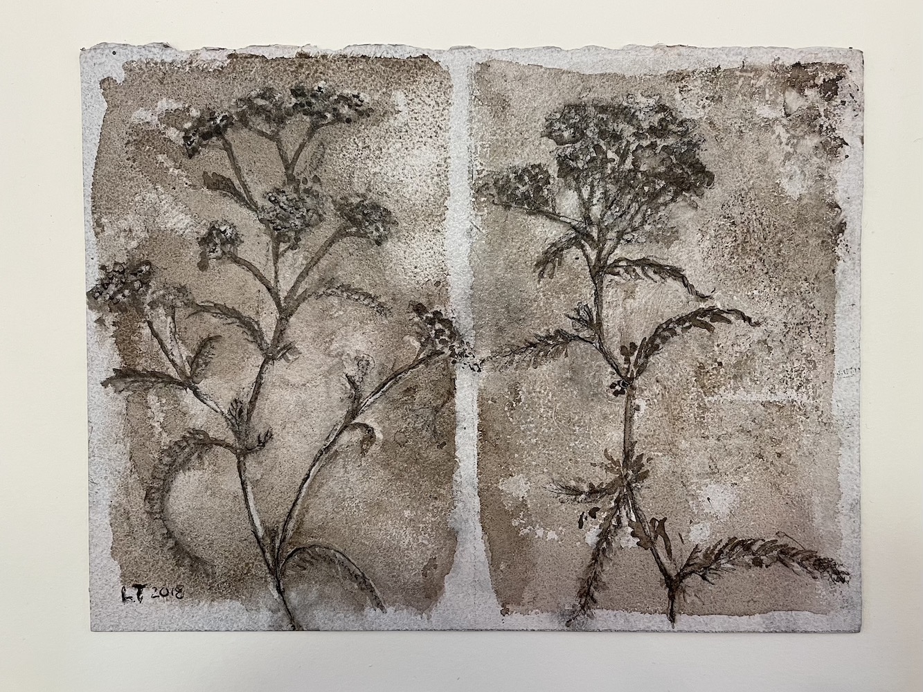 Yarrow, Walnut Ink Painting by Lydia Thomson