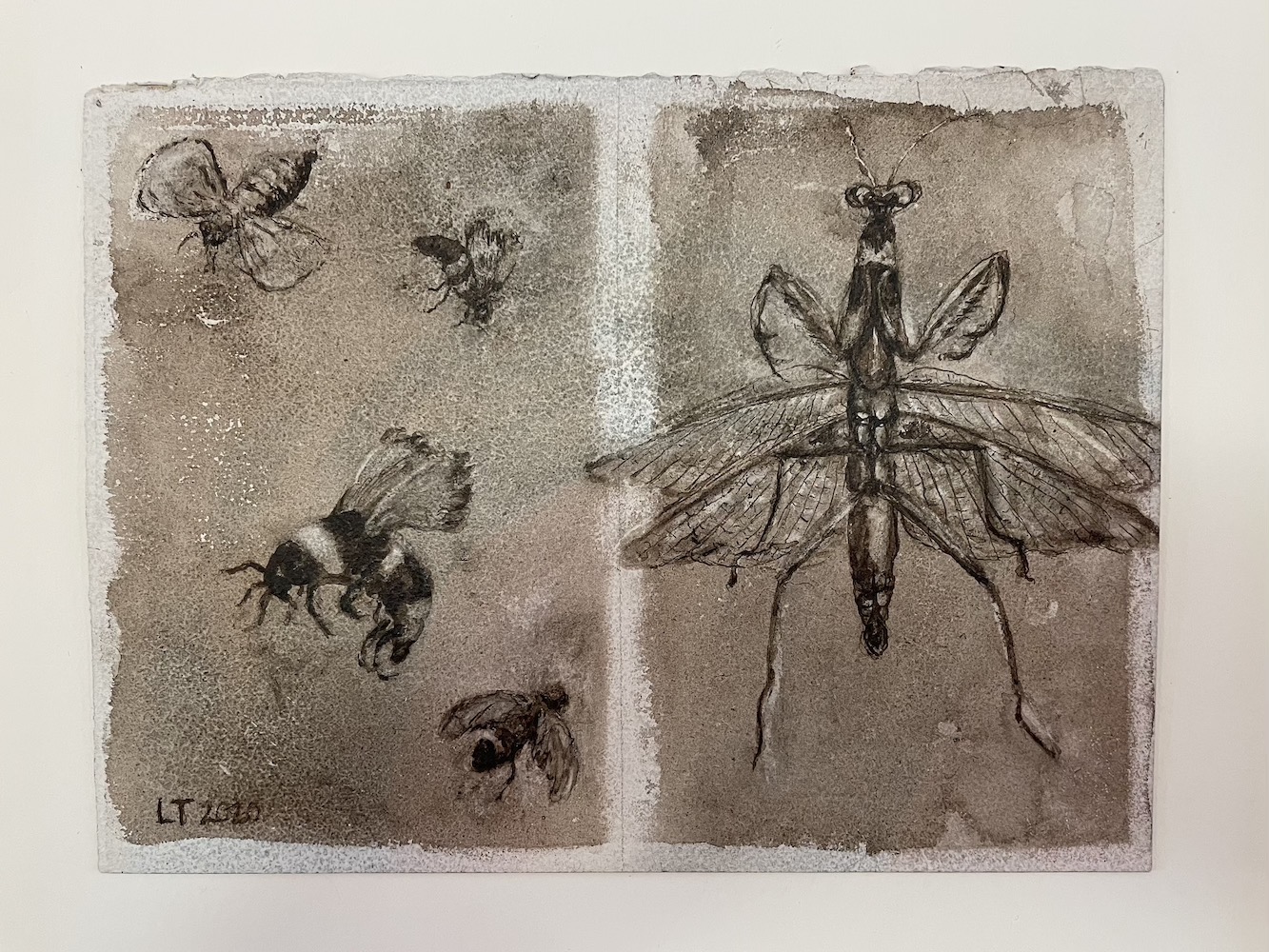 Mantis+ Bugs, Walnut Ink Painting by Lydia Thomson