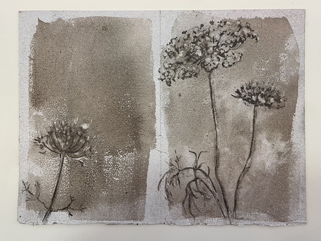 QueenAnne'sLace, Walnut Ink Painting by Lydia Thomson
