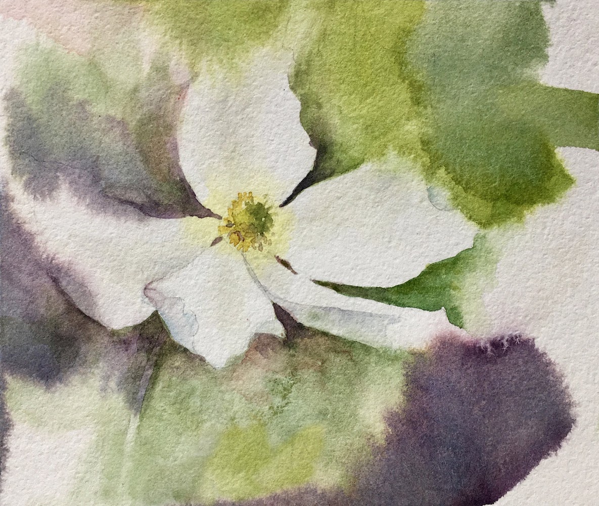 Anemone, Watercolor Painting by Lynn Zimmerman