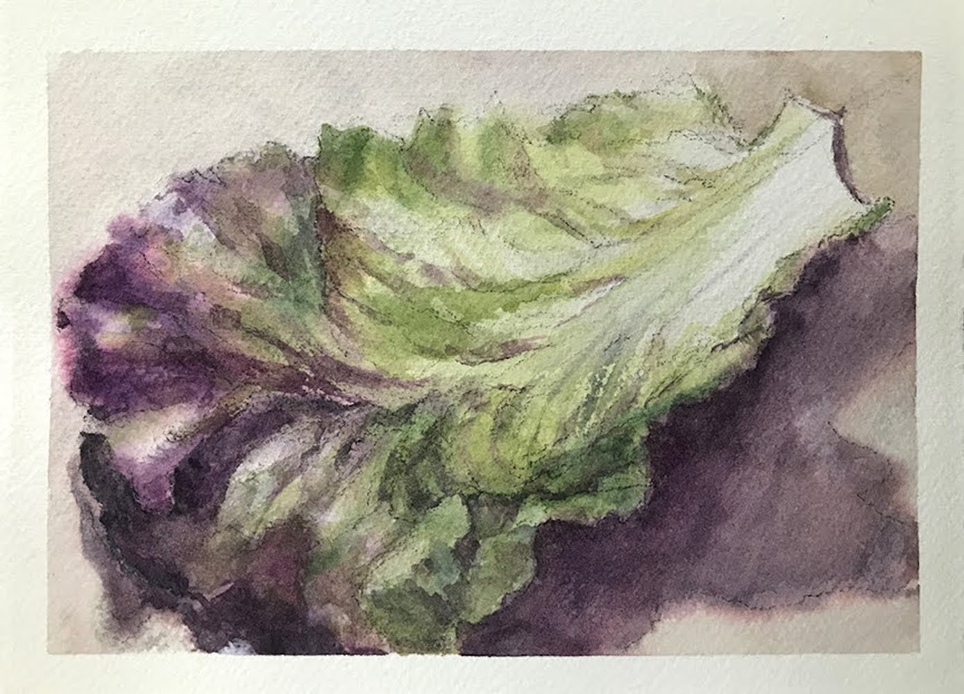Red Lettuce, Watercolor Painting by Lynn Zimmerman