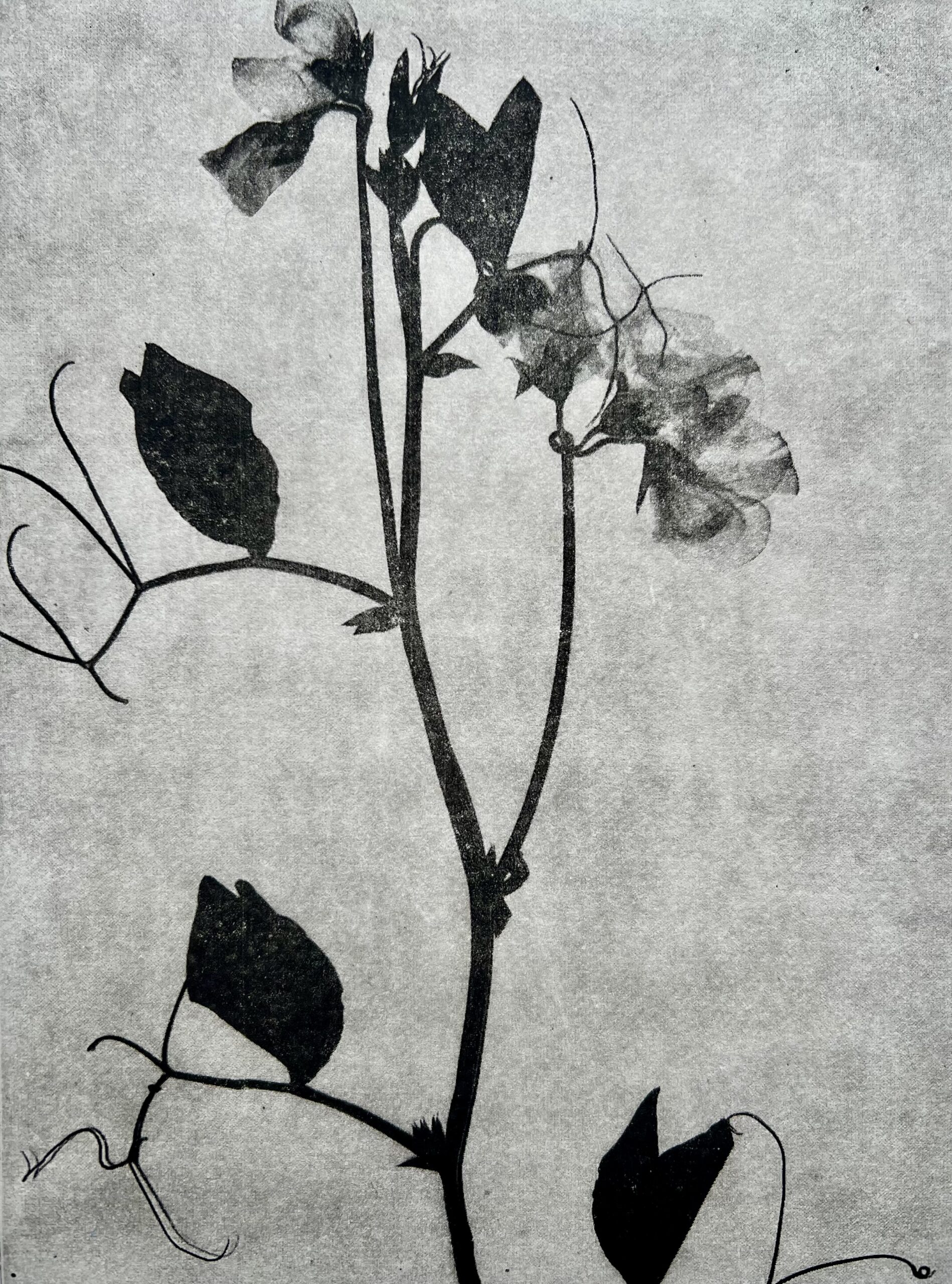 OTW_26_Helen_Schmidt Sweet Pea by Helen Schmidt